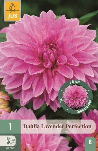 Dahlia Lavender perfection - afbeelding 1