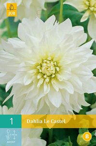Dahlia Le castel