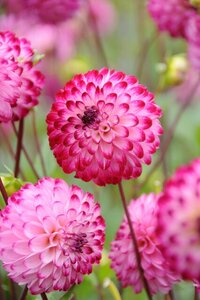 Dahlia little Robert - afbeelding 2