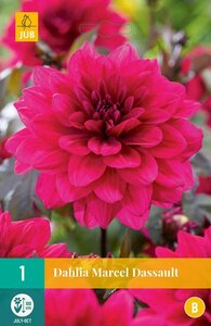 Dahlia marcel dassault - afbeelding 2
