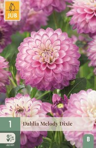Dahlia Melody Dixie
