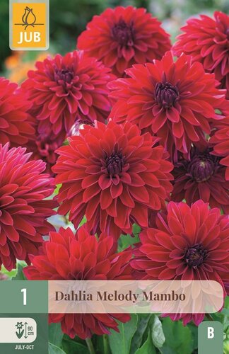 Dahlia Melody Mambo - afbeelding 1