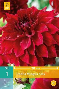 Dahlia Mingus alex