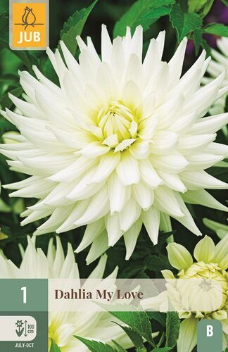 Dahlia My love - afbeelding 1