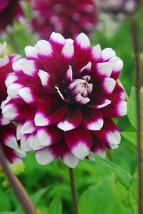 Dahlia Mystery day - afbeelding 2