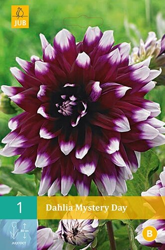 Dahlia Mystery day - afbeelding 1