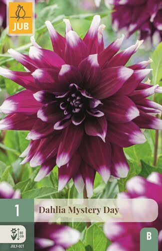 Dahlia Mystery day - afbeelding 1