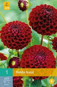 Dahlia Natal