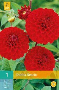 Dahlia Nescio - afbeelding 2