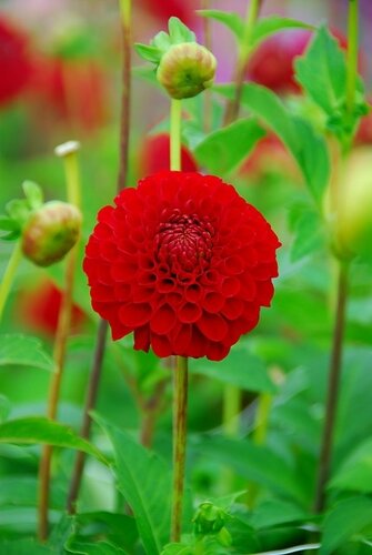 Dahlia Nescio - afbeelding 2