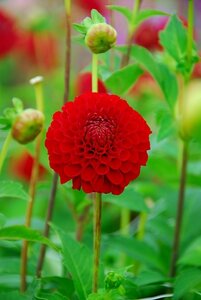 Dahlia Nescio - afbeelding 2