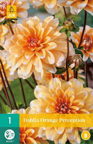 Dahlia Orange perception