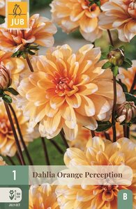 Dahlia Orange perception