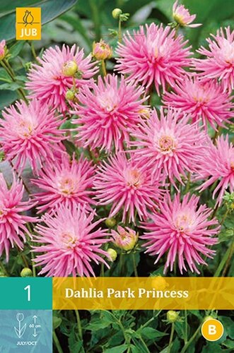 Dahlia Park princess - afbeelding 1