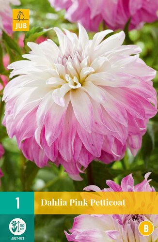 Dahlia pink petticoat - afbeelding 1