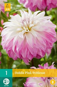 Dahlia pink petticoat - afbeelding 1