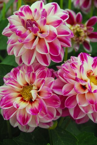 Dahlia pink petticoat - afbeelding 2