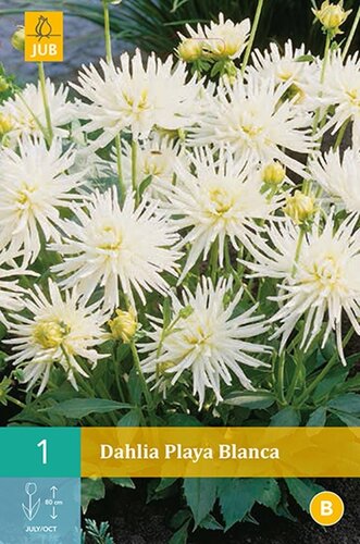 Dahlia Playa blanca - afbeelding 1