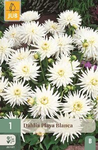 Dahlia Playa blanca - afbeelding 1