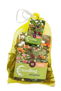 Dahlia seedling pompon mix 10 knollen