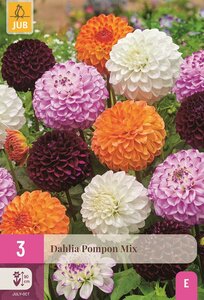 Dahlia pompon mix