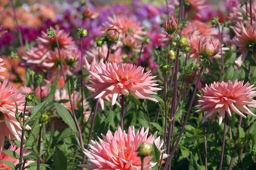 Dahlia Preference - afbeelding 2