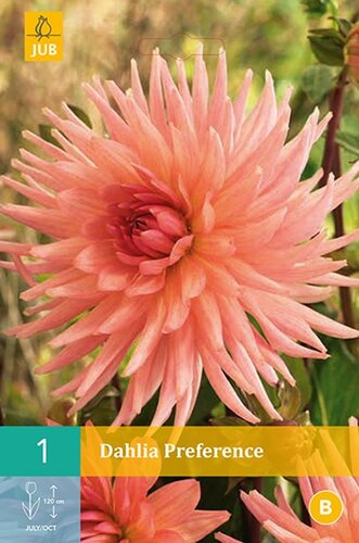 Dahlia Preference - afbeelding 1