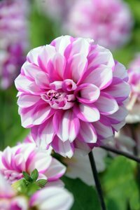 Dahlia priceless pink - afbeelding 2
