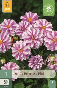 Dahlia priceless pink