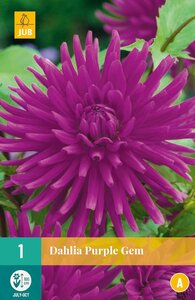 Dahlia purple gem