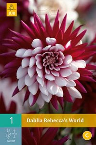 Dahlia Rebeccas world