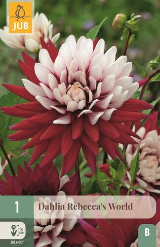 Dahlia Rebeccas world - afbeelding 1