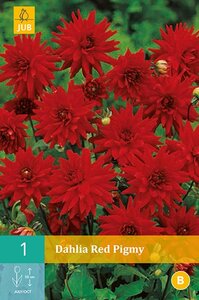 Dahlia Red pigmy