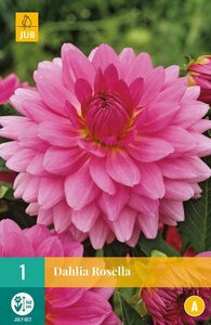 Dahlia Rosella