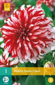 Dahlia Santa claus