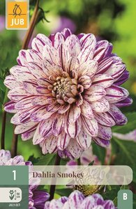 Dahlia Smokey - afbeelding 1