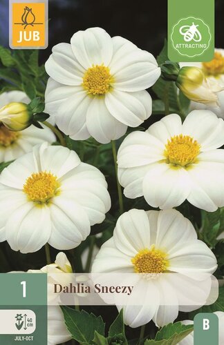 Dahlia sneezy - afbeelding 1