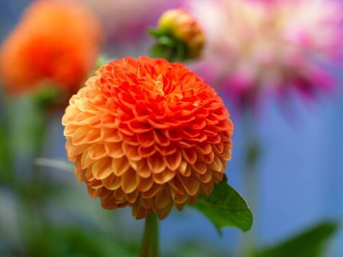 Dahlia souvenir d'eté - afbeelding 2