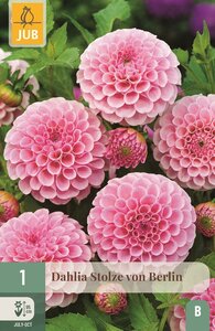 Dahlia Stolze von Berlin