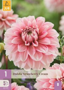 Dahlia strawberry cream