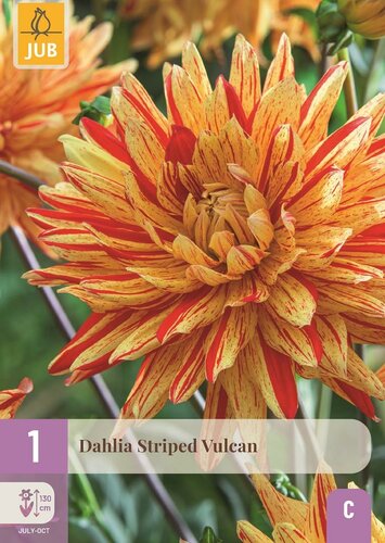 Dahlia striped vulcan - afbeelding 1