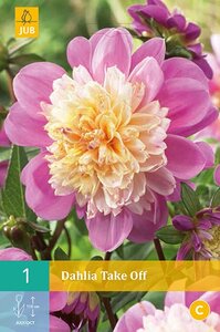 Dahlia Take off