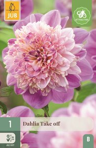 Dahlia Take off - afbeelding 1