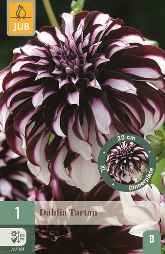 Dahlia tartan - afbeelding 1