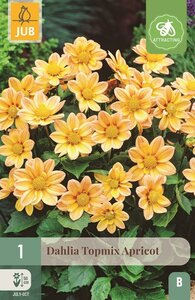 Dahlia topmix apricot
