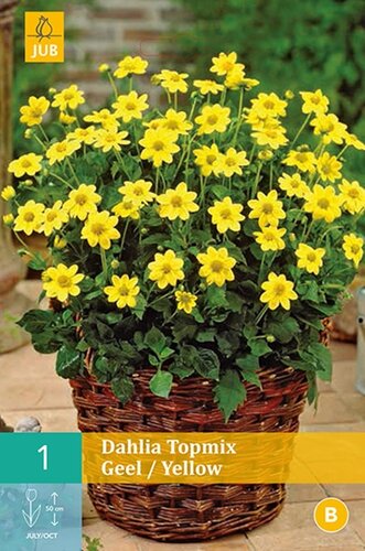 Dahlia topmix geel - afbeelding 1