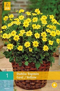 Dahlia topmix geel - afbeelding 1