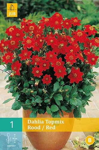 Dahlia topmix rood