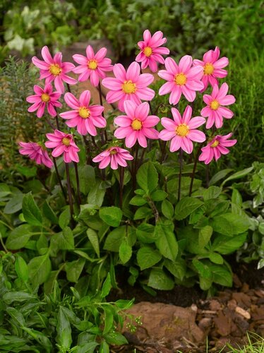Dahlia topmix roze - afbeelding 2