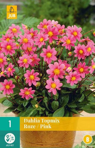 Dahlia topmix roze - afbeelding 1